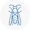 Crayford Wasp Nest Removal